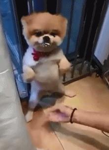 如何看supreme真假辨别,如何辨别supreme真假