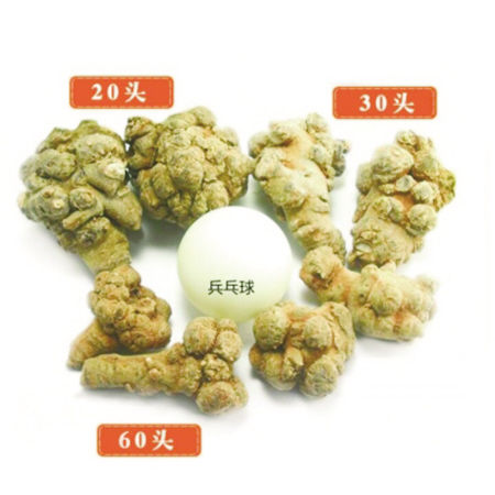 三七保健药,每天认识一味药三七