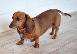 腊肠犬如何日常护理,腊肠犬怎么养得好