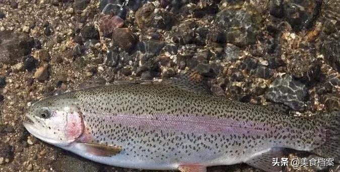 公认最好吃的十种鱼,公认最好吃的20种鱼