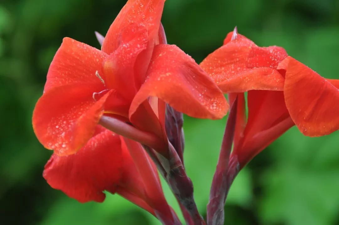 100种常见观叶植物图鉴史上最全,农村常见的100种植物