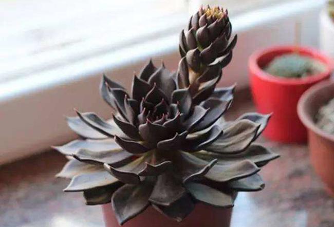 100种室内盆栽花,花卉大全500种盆栽名称