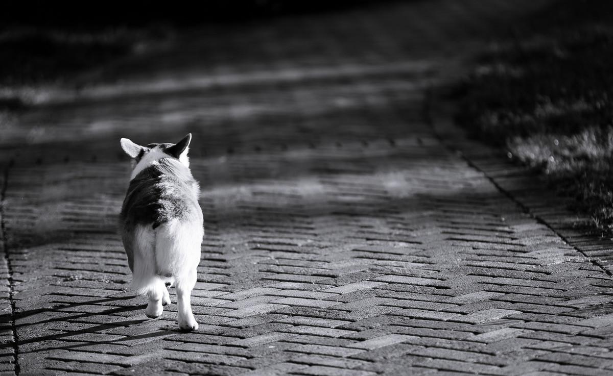 狗狗撞翻陶瓷,狗狗冲撞主人摔倒