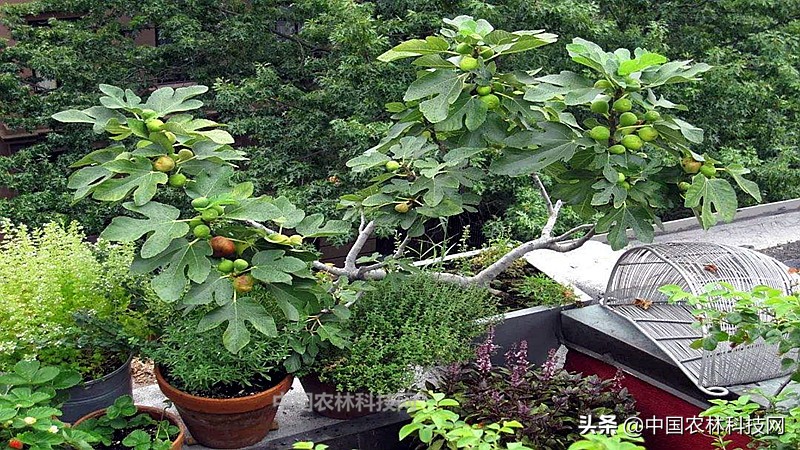 无花果盆栽果子长大了不长叶子,无花果盆栽种植的正确方法