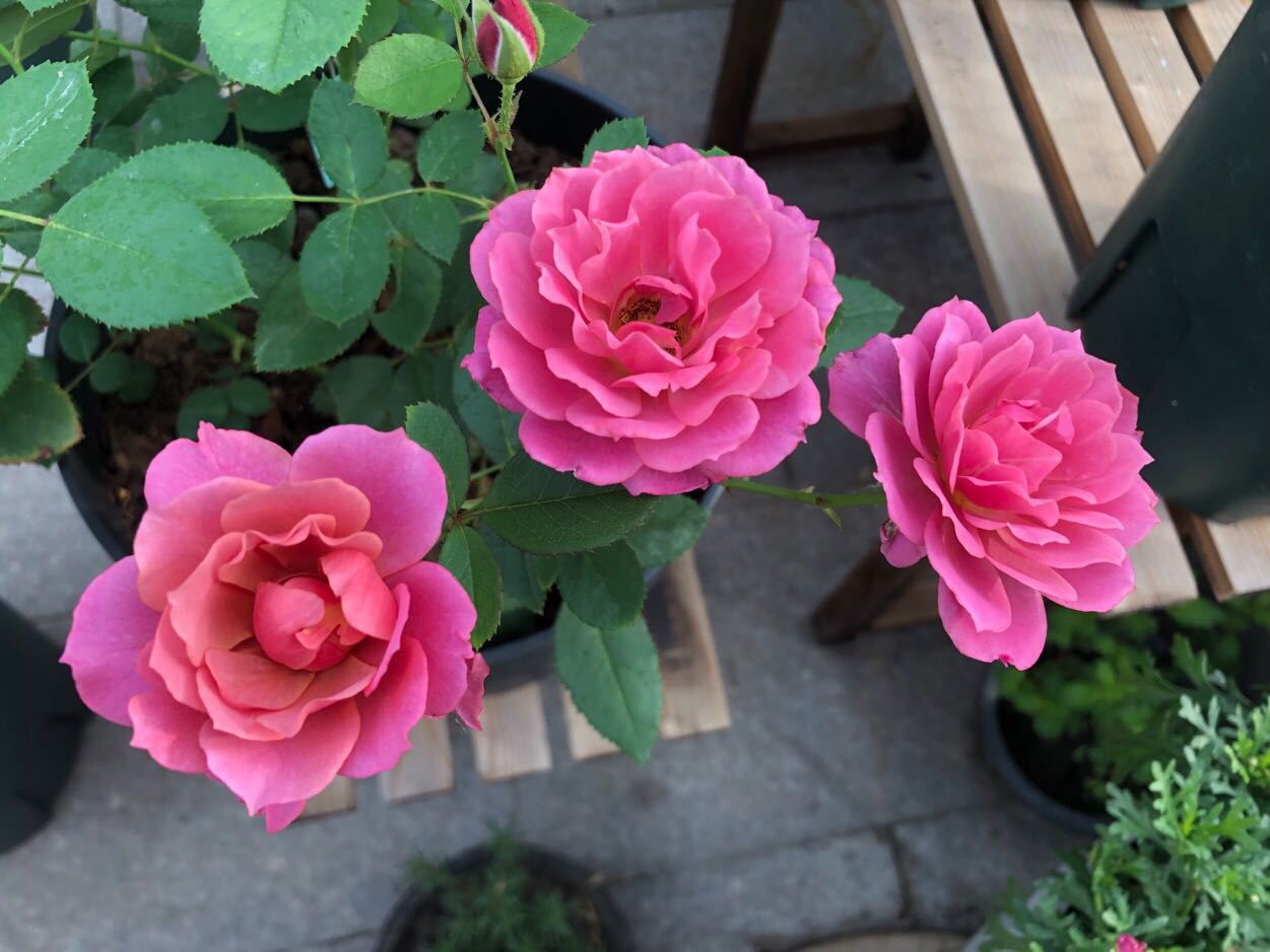 阳台养花适合家庭种植的花卉图鉴,阳台养花品种推荐不生虫