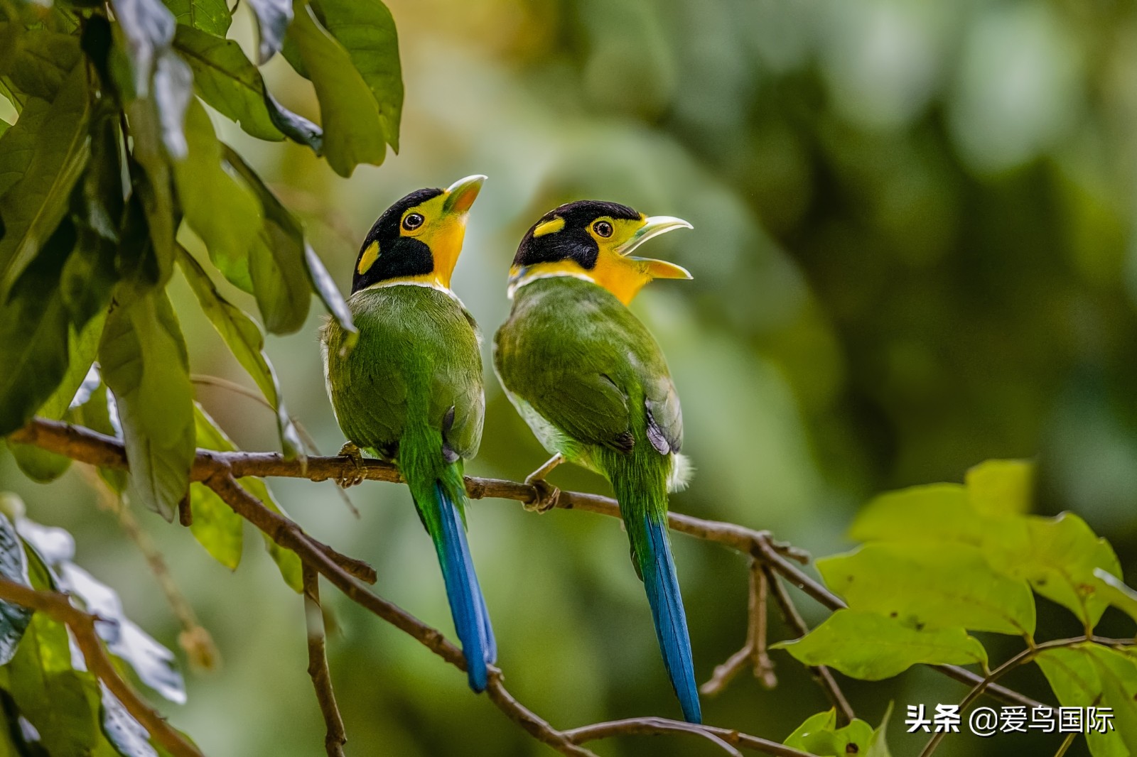 鸟类欣赏,鸟类观鸟图片