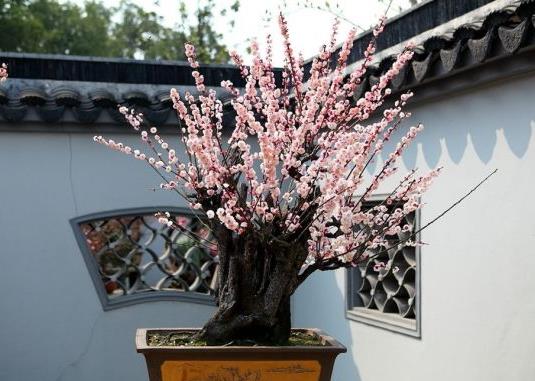 室内养十种花旺财,家里养这2种花净化空气带来好运