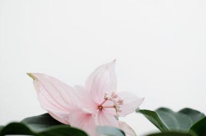 英语语法同位语从句常见句型,英语表语从句的类型与用法