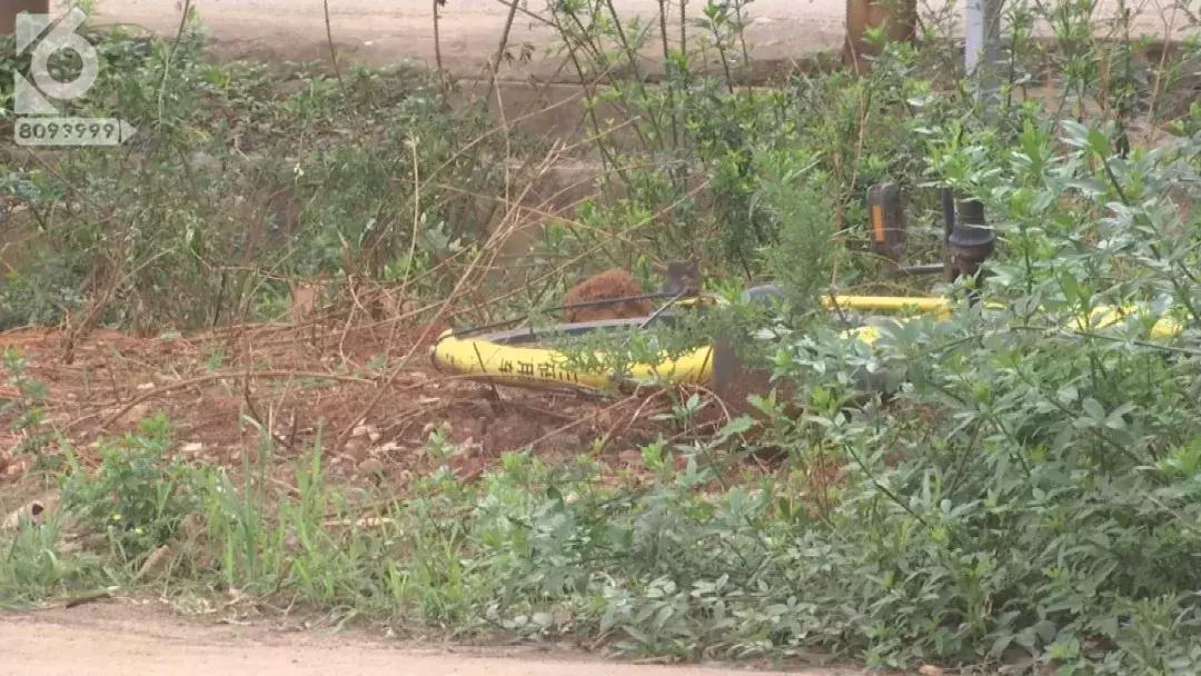 小黄车押金不能退吗,怎么退掉小黄车的押金