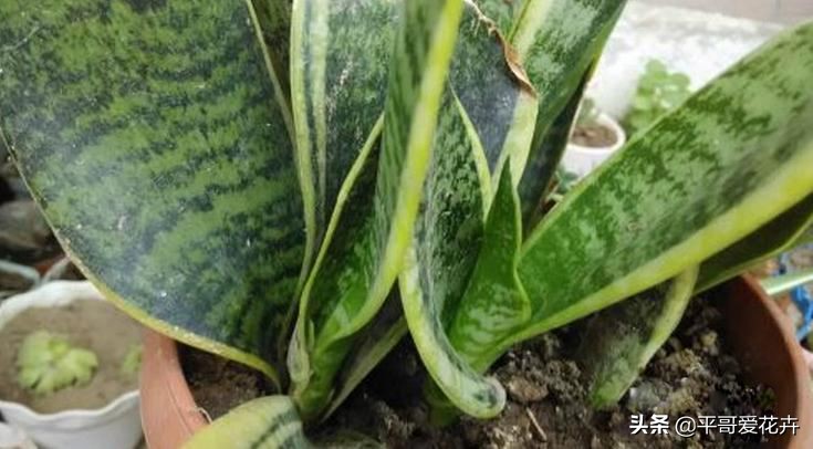虎皮兰扦插生根最快方法图片,虎皮兰叶子扦插方法和注意事项