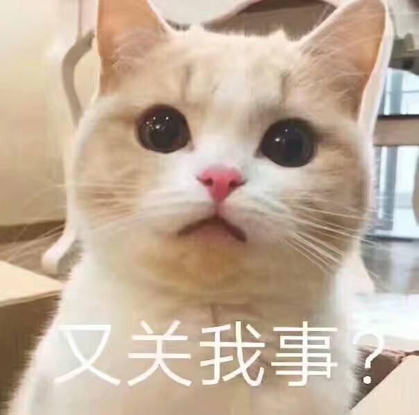 世界历史上的著名猫奴,世界三大猫奴