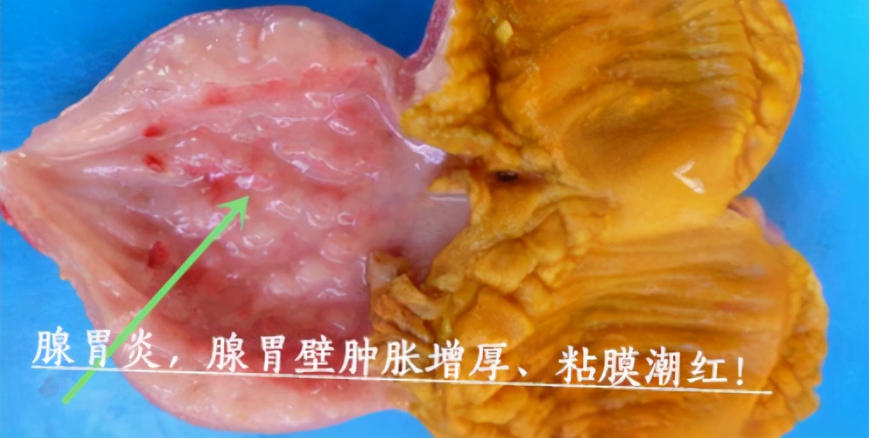 养鸡遇到鸡病怎么治,养鸡与鸡病症状与用药