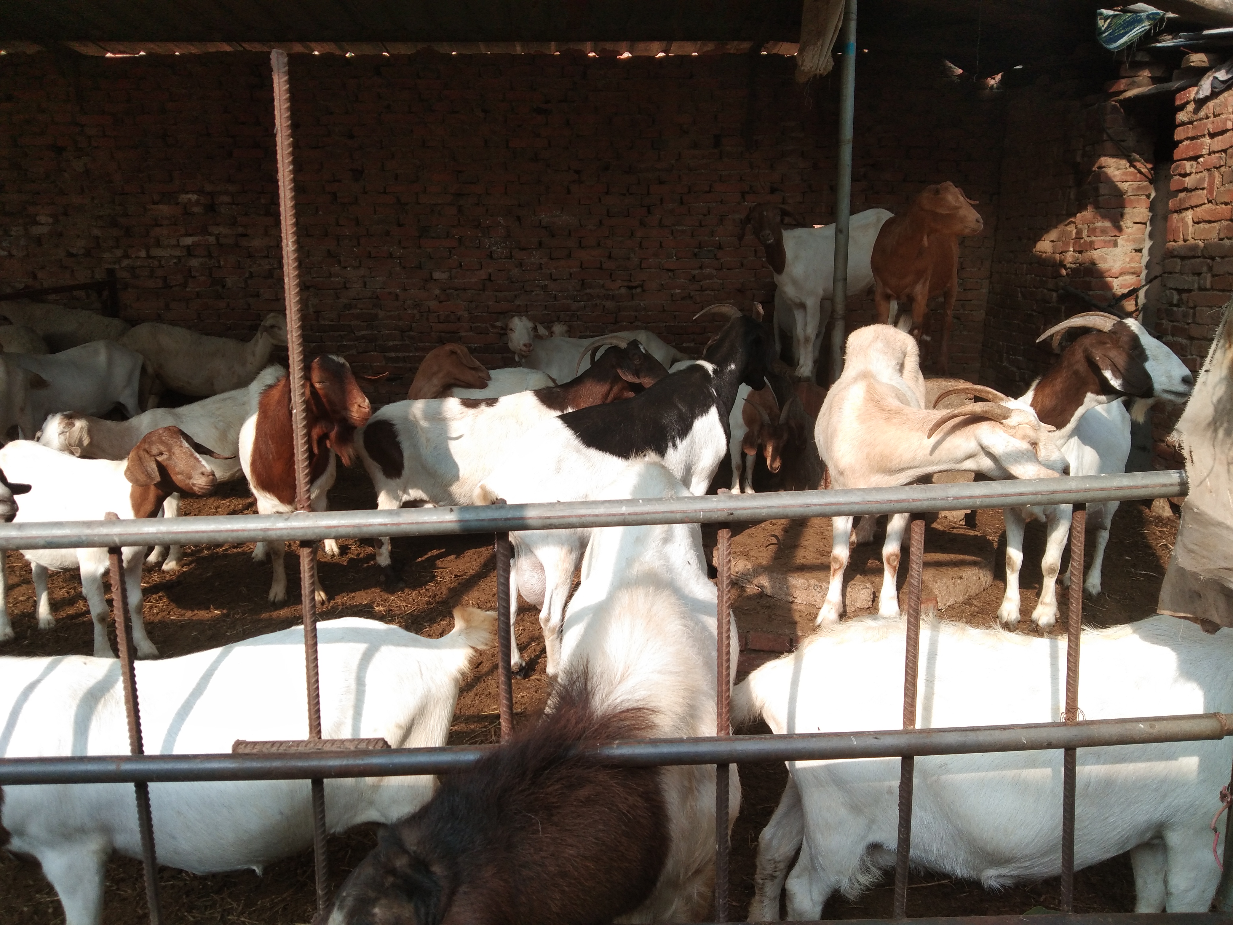 养羊到底是选哪个羊好一点,养羊品种纯不纯重要吗