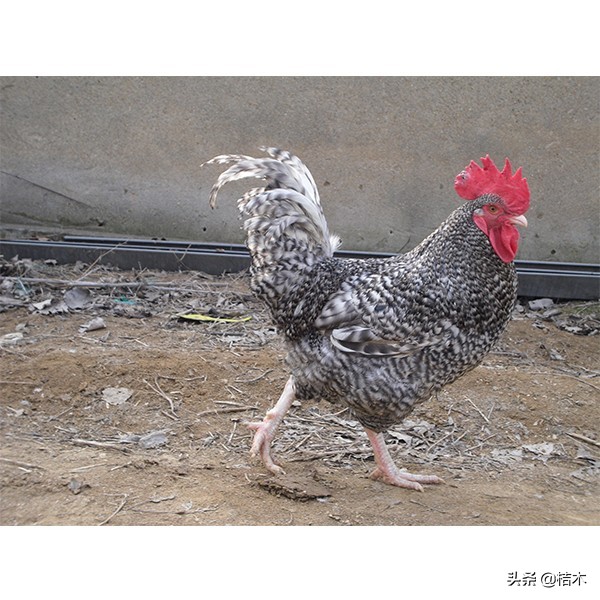 山东芦花鸡养殖联系方式,芦花鸡养殖前景如何
