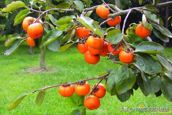 种柿子的正确方法,柿子开花后掉果是什么原因