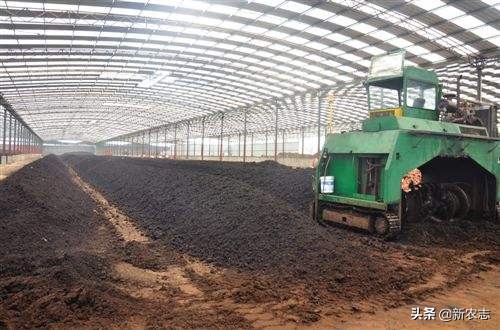 靠鸡粪年入百万,收集粪便一年能赚200万