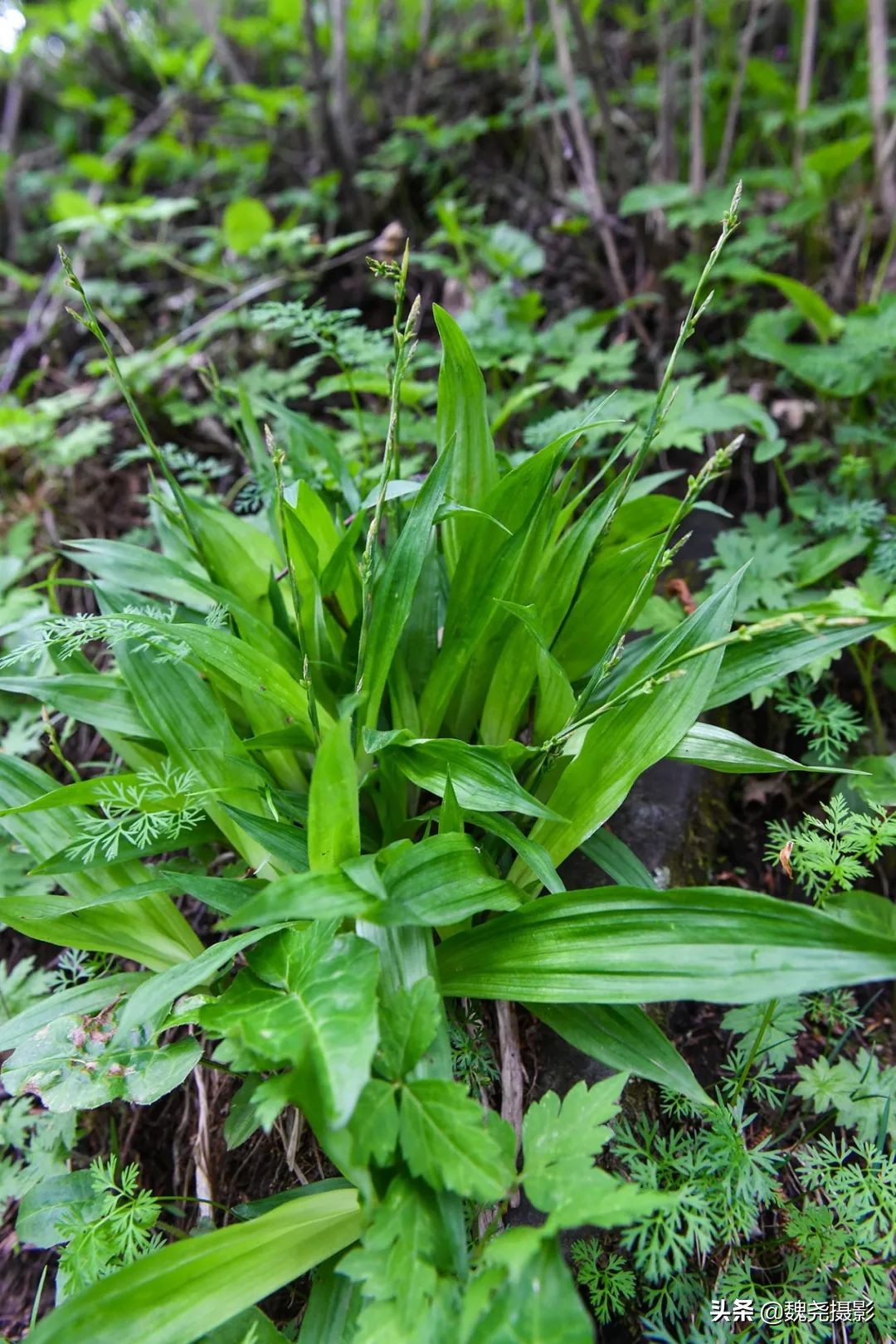 各个季节的野生兰花,北京百花山野生兰花图片
