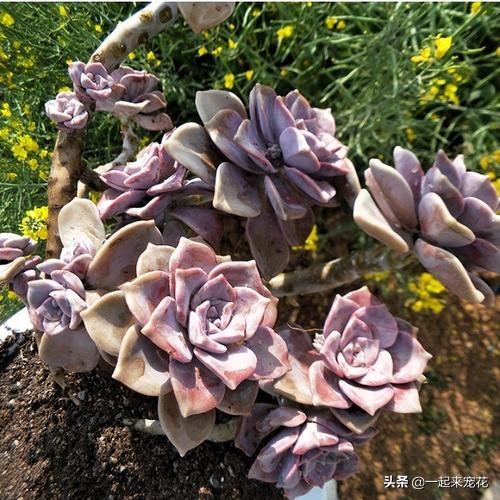 紫乐把叶子全部摘掉会爆头吗,紫乐砍头枝干还会爆头吗