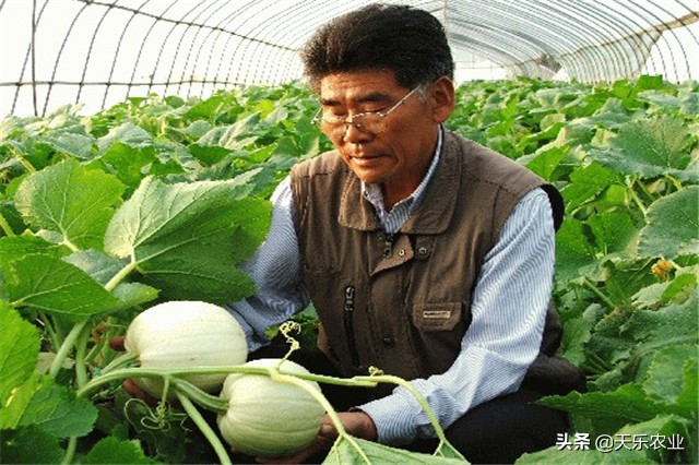 金丝瓜的种植方法和注意事项,金丝瓜种植时间和方法