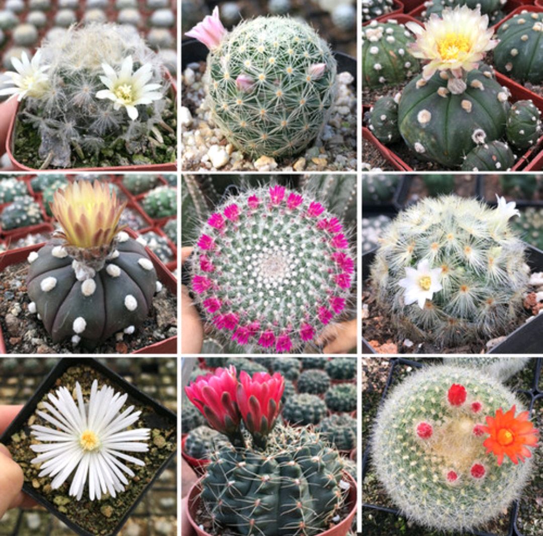 这“38种花”,当你开始收集品种时,你已入坑颇深