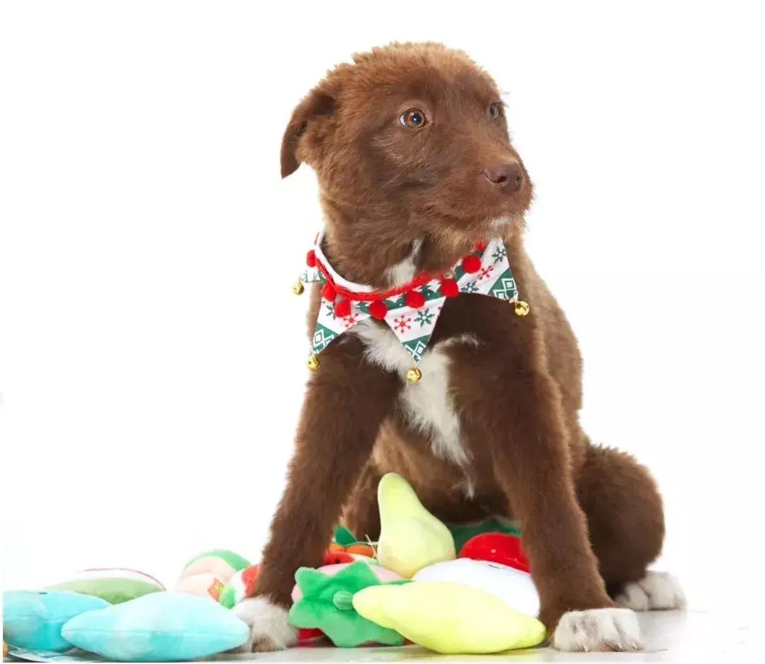 给它们一个家|线上宠物领养日,201903101