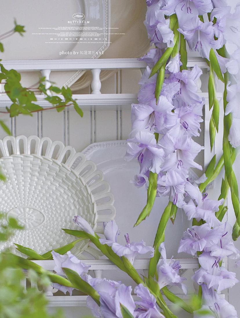 家里要有氛围感什么花比较好,家里高级的花