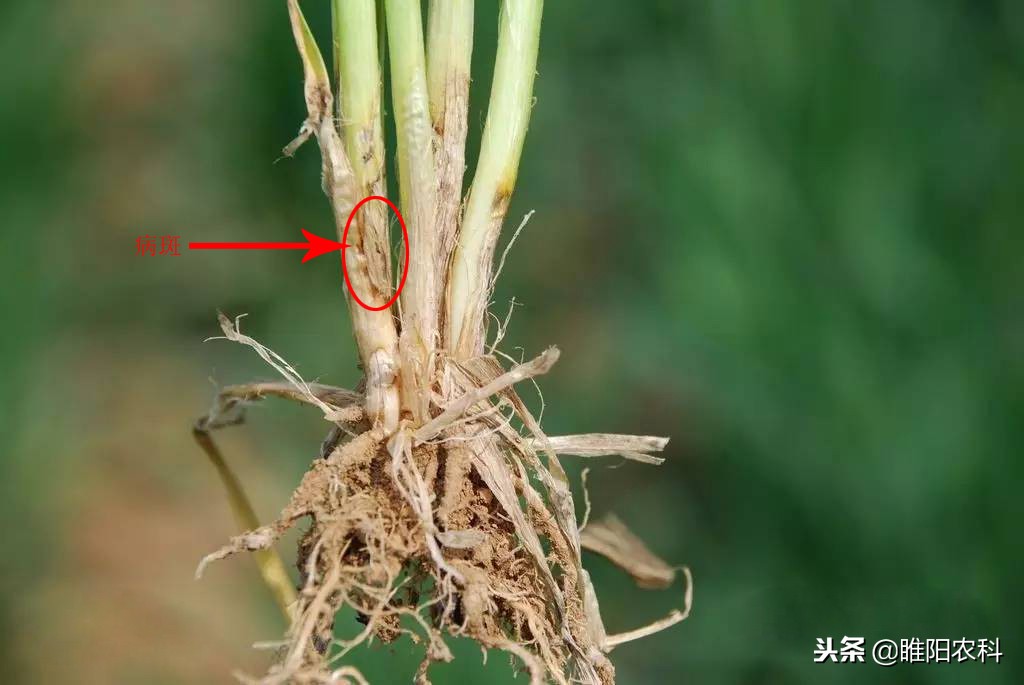 防治立枯病、纹枯病专用药，既经济又高效