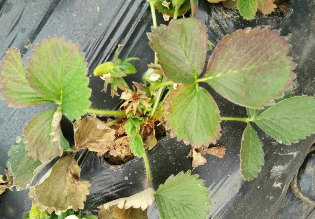 草莓叶片脆什么病害,草莓枯萎病是什么病害