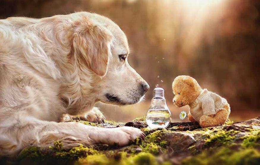 金毛犬怎么选,购买金毛犬如何挑选