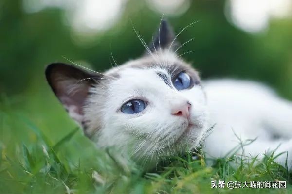 为什么猫咪的胡须不可以剪 (把猫咪的胡须剪掉会成什么样)