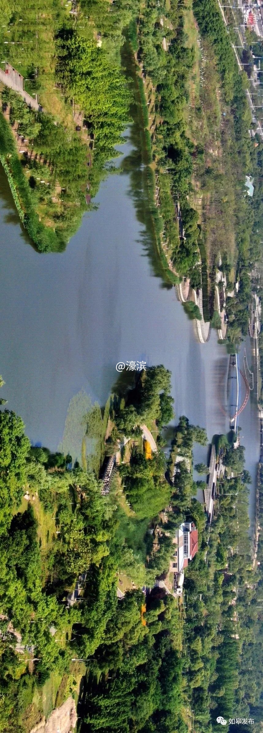 什么是如皋蝶尾,如皋的特点