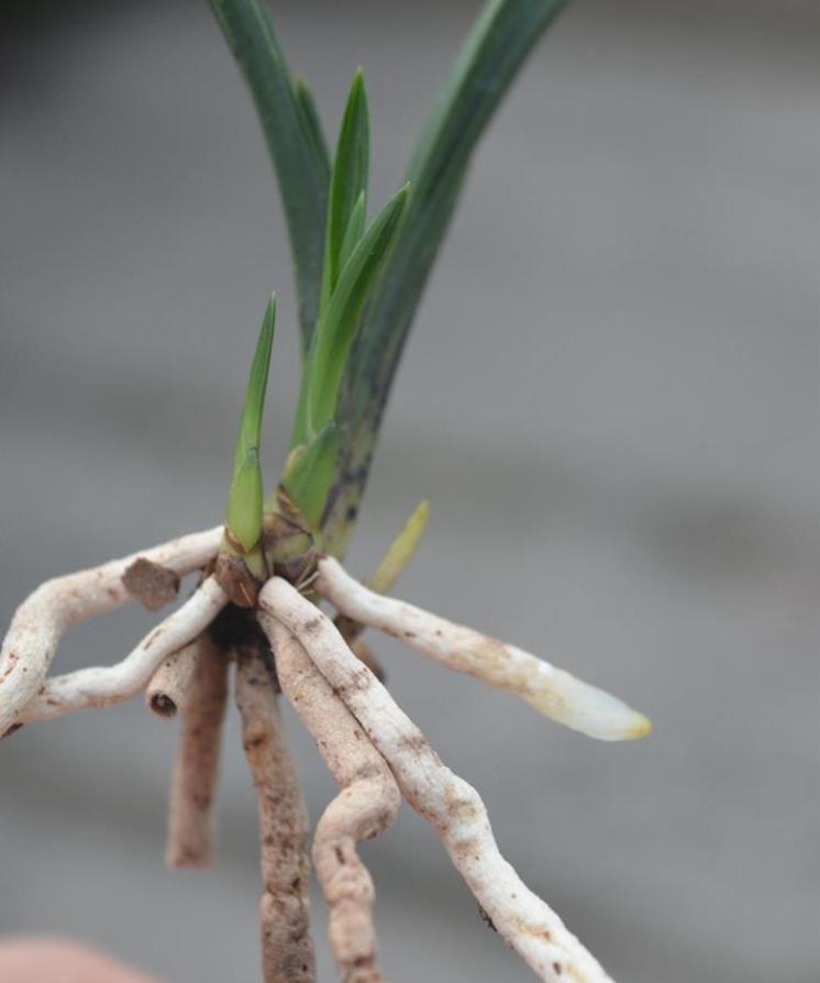 兰花国荷和王氏素荷哪个好,粉荷素兰花多少钱一苗