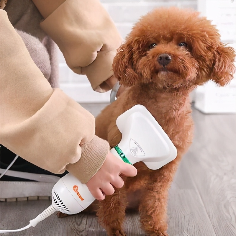 泰迪犬一般多少天洗一次澡,泰迪犬多久洗澡一次