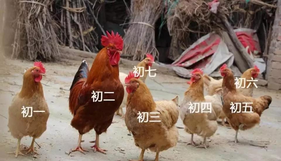 广东最好的三种菜品,广东经典过年小吃有哪些