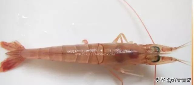 蛎虾的正确吃法,海蛎虾的正确吃法图解