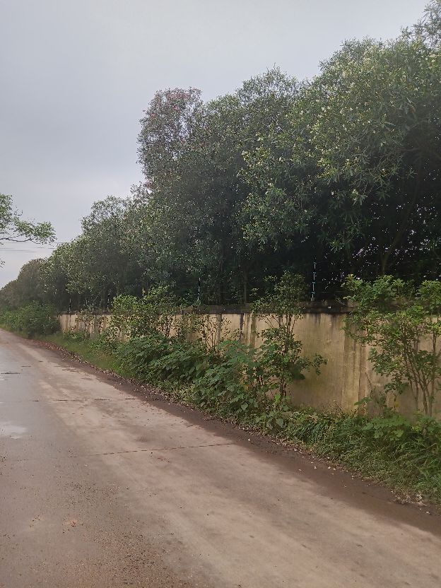 有毒的夹竹桃怎么去除,有毒的夹竹桃