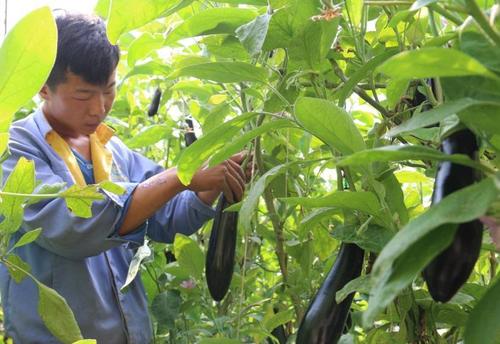 茄子种植怎么让茄子结得又大又多 (茄子怎样种植才能多结茄子)