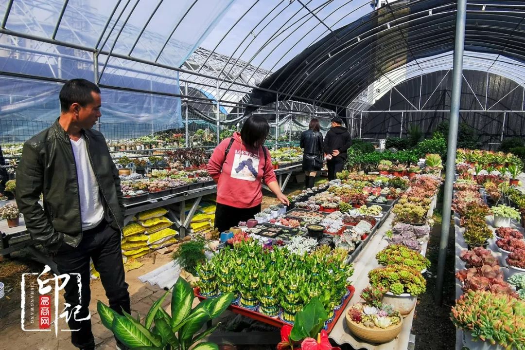 商丘花鸟批发基地,商丘花鸟市场地址