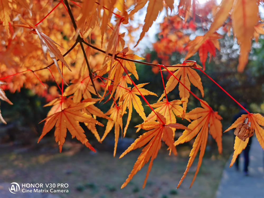 5g旗舰性价比高,nova65g和荣耀v30pro哪个好