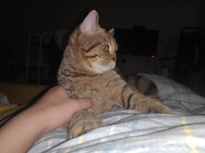 那些年养猫走过的弯路有哪些,新手养猫必备知识