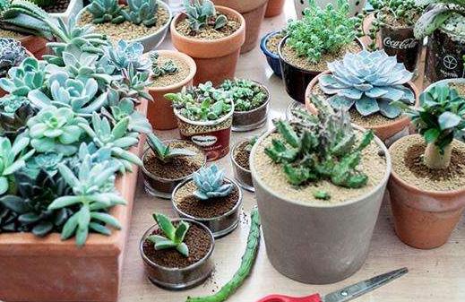 淡雪多肉砍头徒长后怎么处理,多肉室内养徒长怎么办