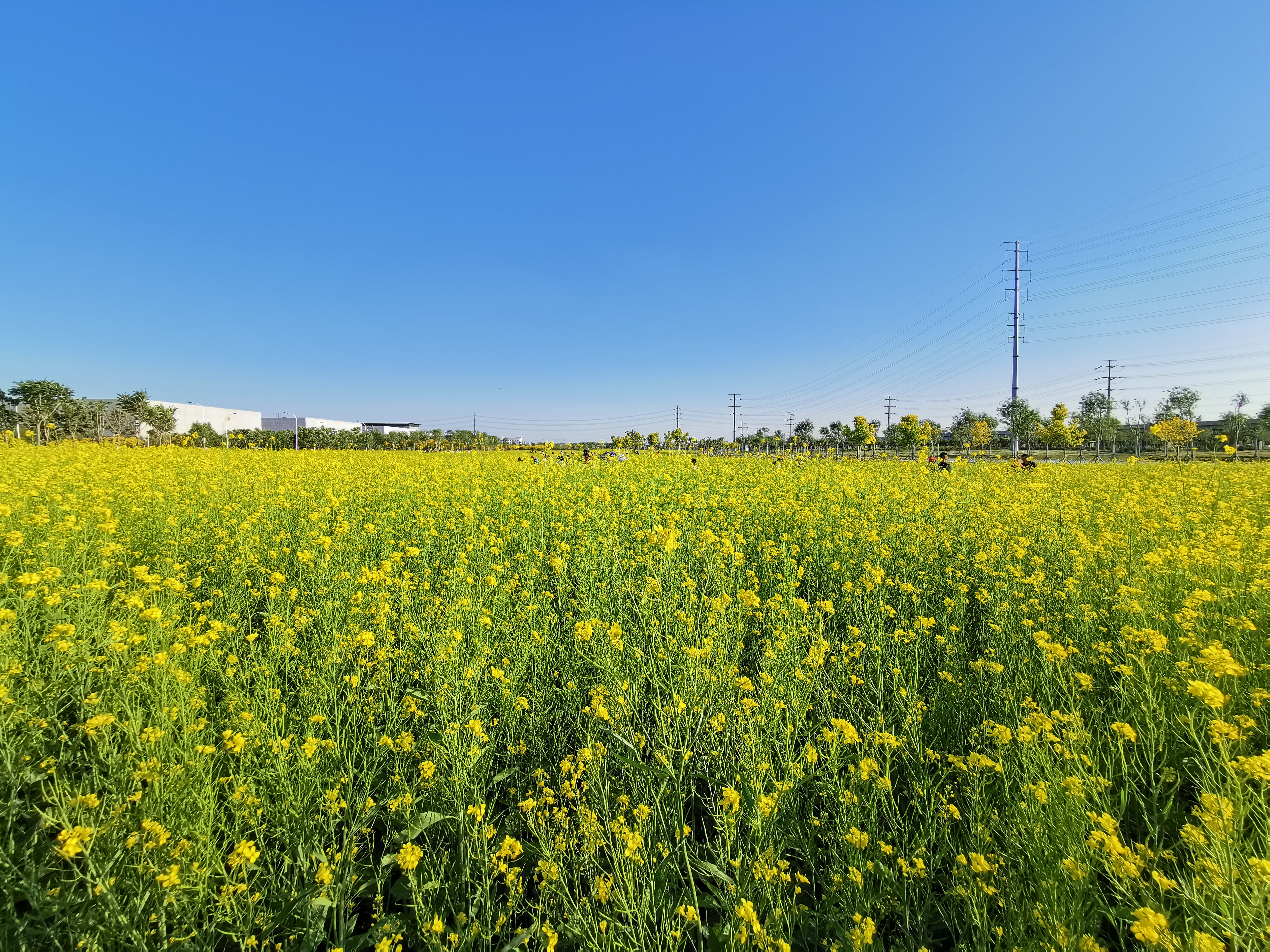 天津空港七彩花田清明有油菜花吗,今年空港七彩花田有油菜花吗