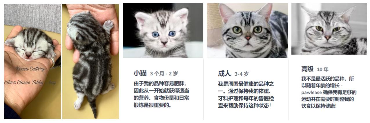 美短虎斑猫咪的品种,美国短毛猫虎斑价格
