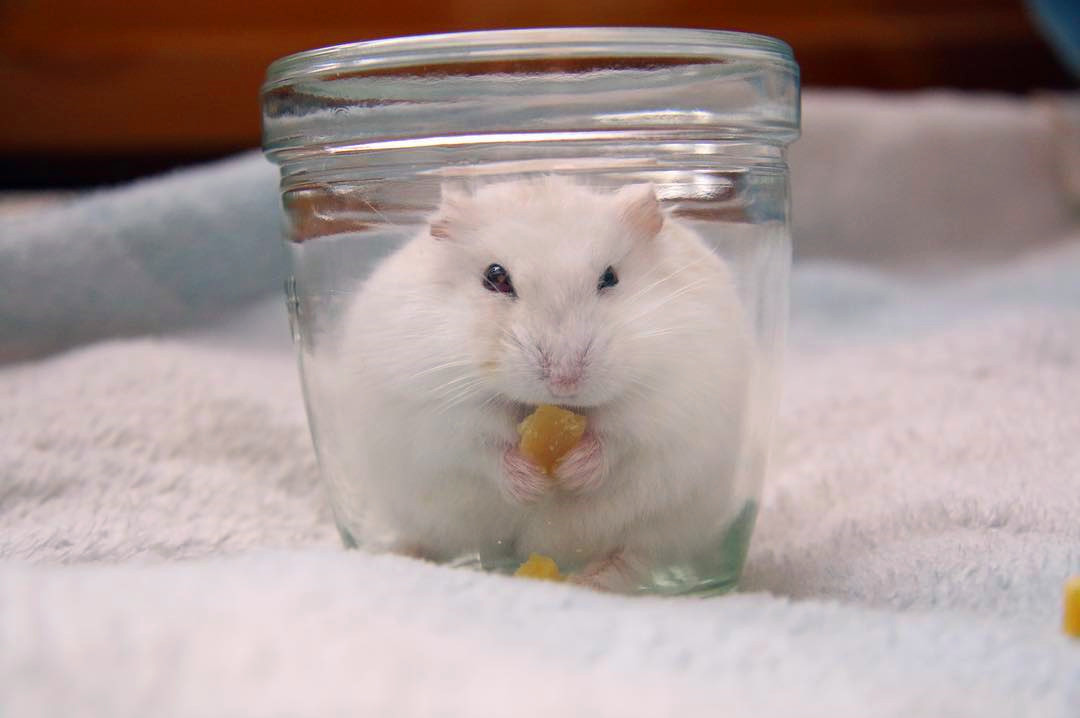 没时间陪仓鼠怎么跟仓鼠亲近,仓鼠太凶不敢戴牵引绳怎么办
