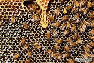 养蜂不要框,养蜂切记