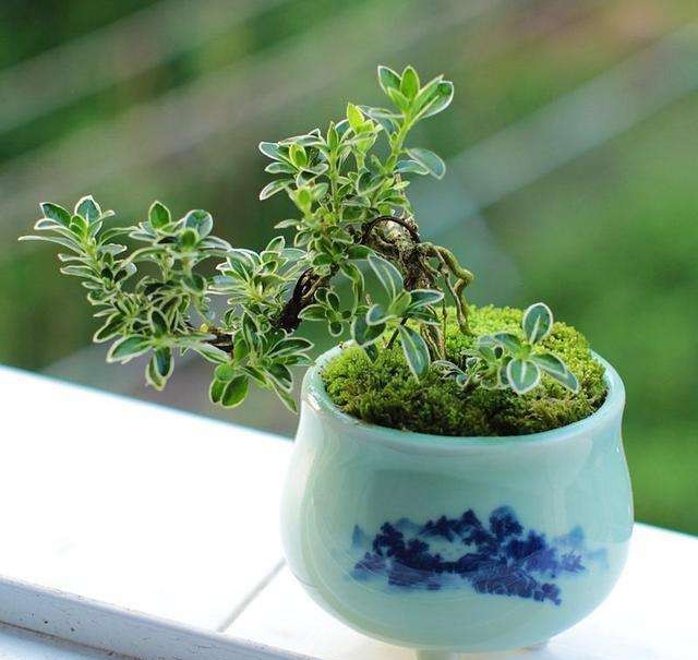 30种好看的盆栽花卉,最好养的大型室内盆栽