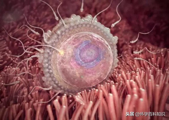 怀孕各个时期胎儿发育过程,怀孕的过程要几天