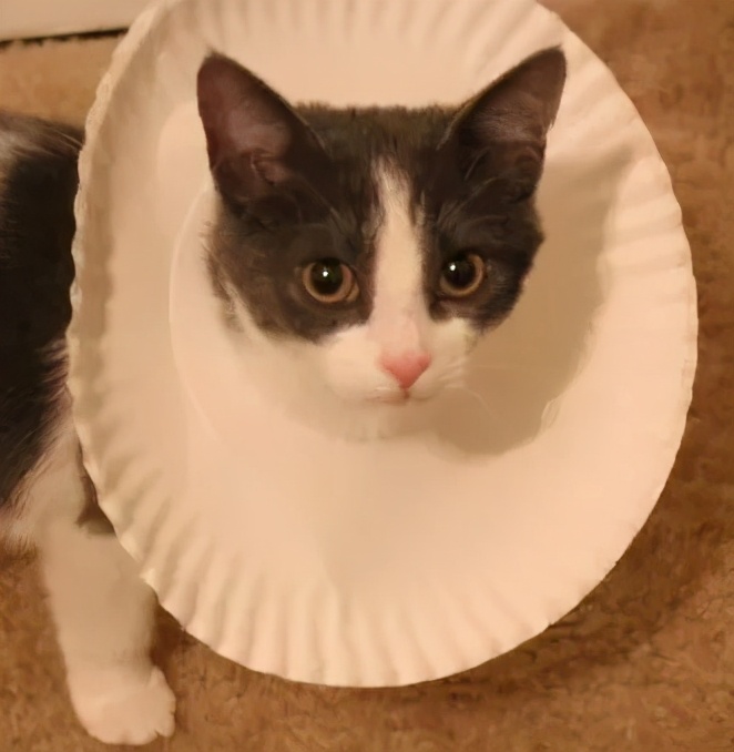 给猫戴上脖圈之后很低落,为什么给猫戴上猫圈就安静了