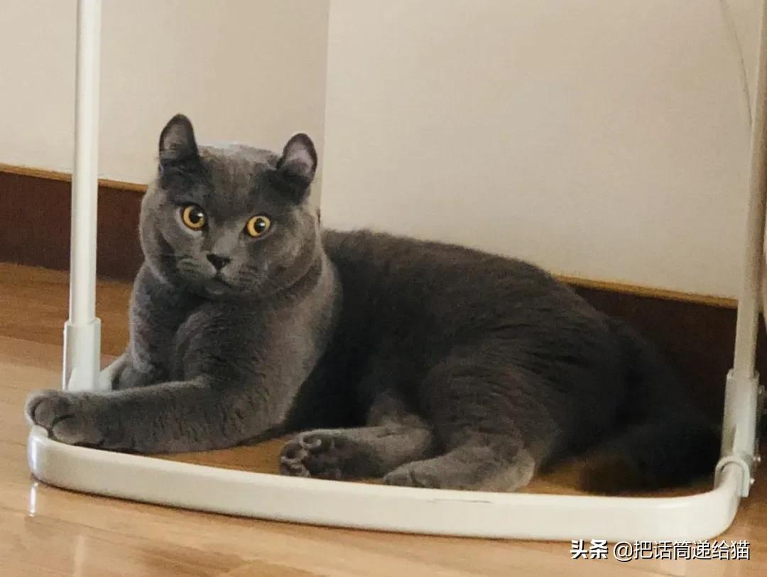 兔耳朵猫：我那么努力，就是为了能跟你永远在一起