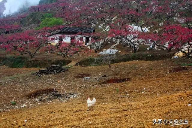 行摄美景东湖樱花园,行摄春天